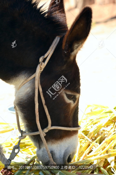 驢（Equus,asinus）