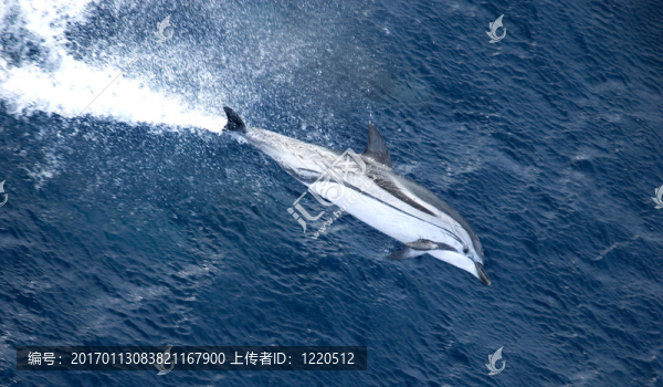 海上野生海豚