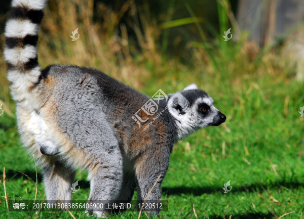 環(huán)尾狐猴（Lemur,catta）