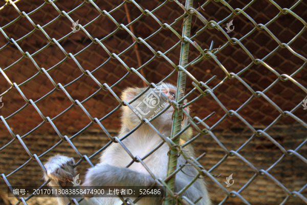 猴子