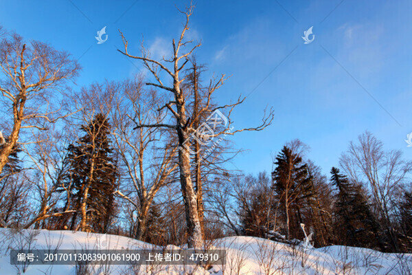 林海雪原
