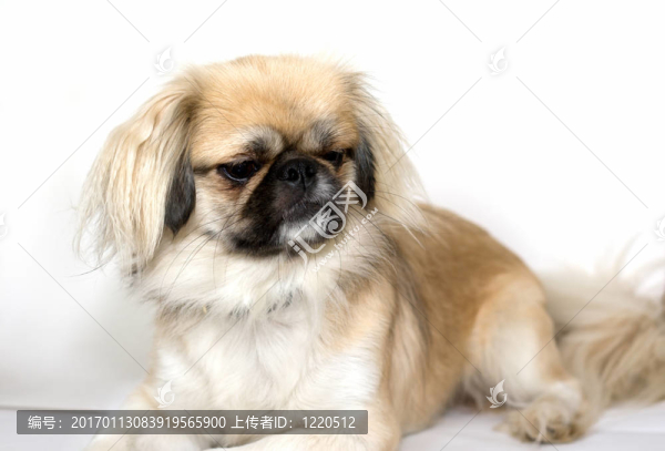 純種的北京狗