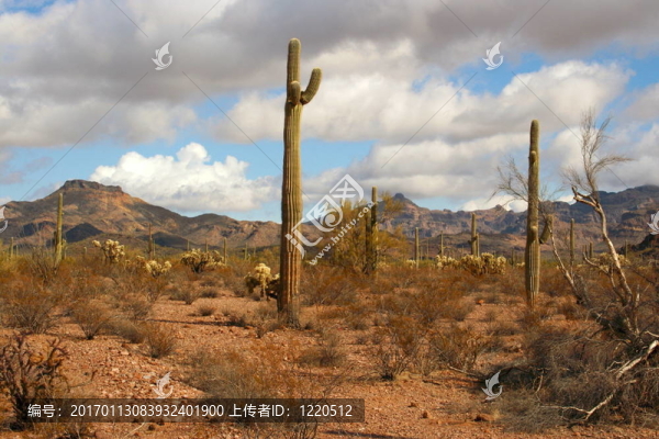 仙人掌；AZ