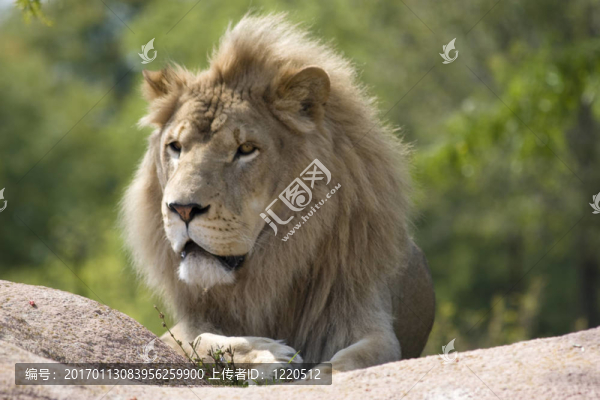 饑餓的獅子-匯圖網(wǎng) www.fosd68.com 饑餓的獅子