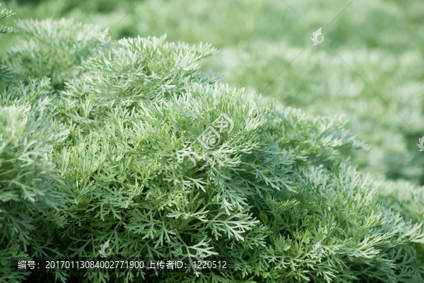 綠色植物