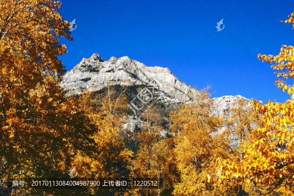 金色的樹葉；山
