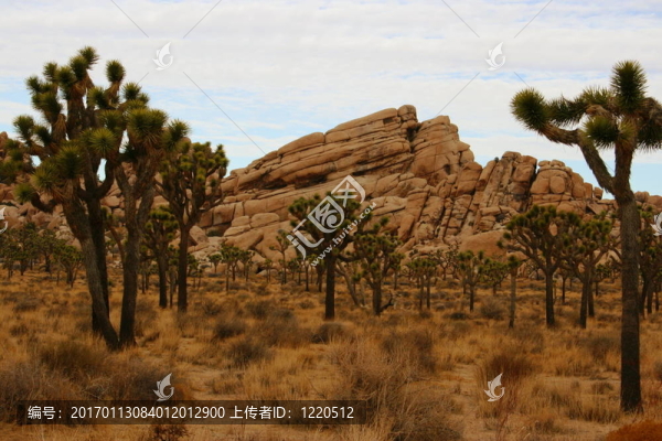 Joshua,Trees；巖石；CA