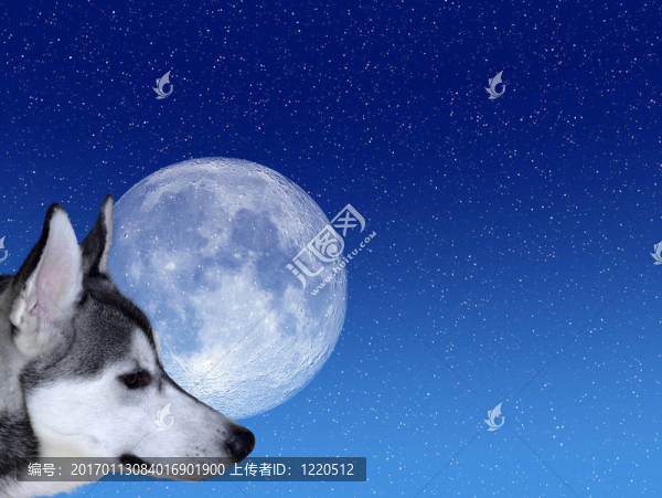 在Moon的樹皮