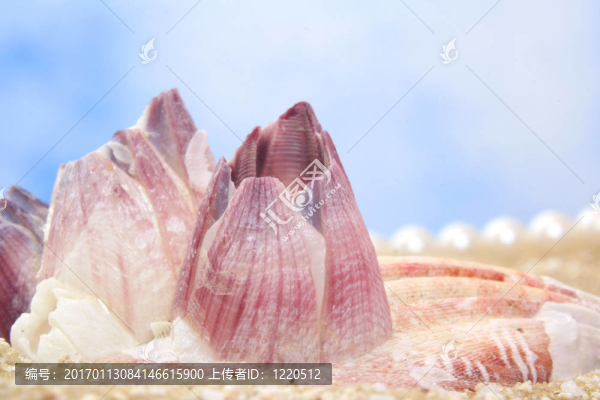 海貝殼
