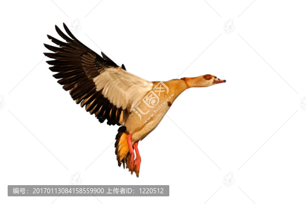 埃及鵝