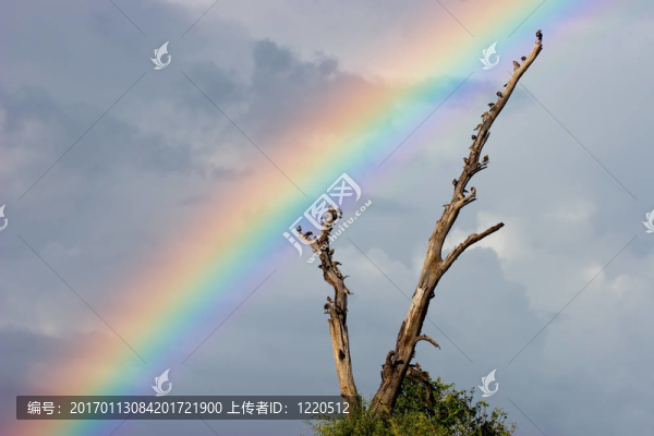 彩虹景觀-匯圖網(wǎng) www.fosd68.com 彩虹景觀