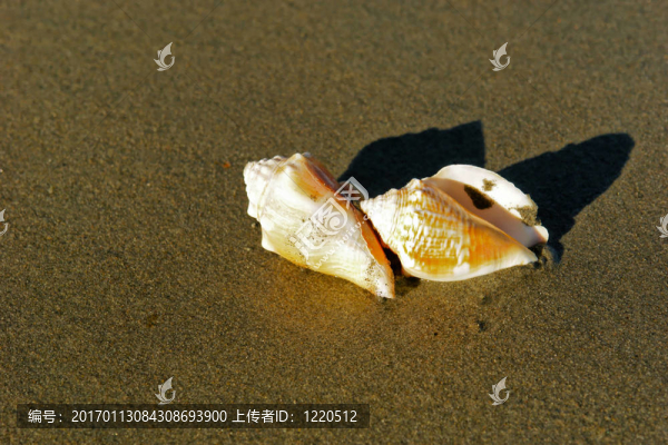 兩個圓錐形的海貝殼
