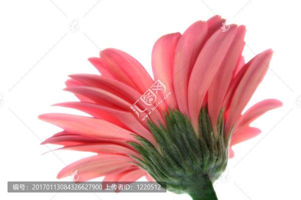 粉色非洲菊低角度