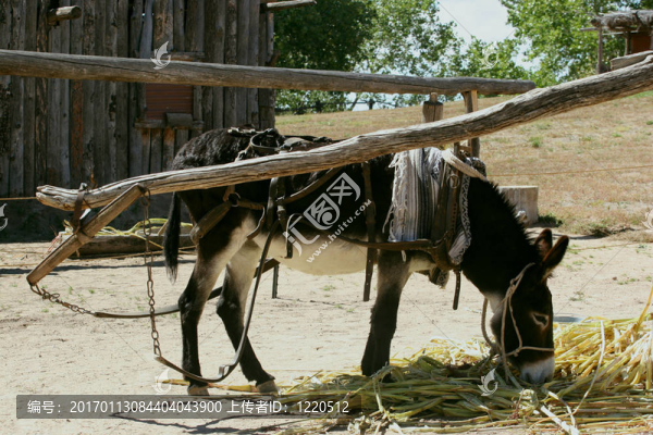 驢打破-匯圖網(wǎng) www.fosd68.com 驢打破
