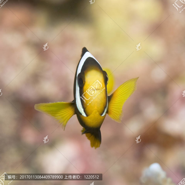 克拉克的小丑魚
