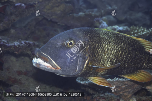 熱帶魚的皇帝