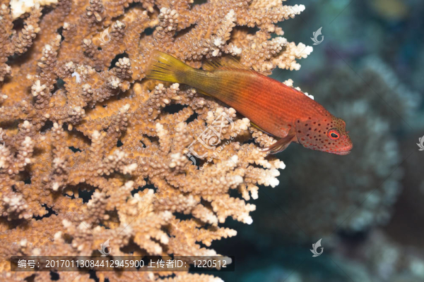 紅howkfish