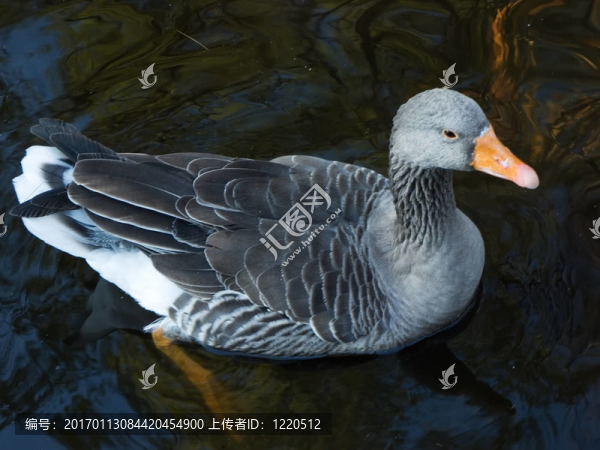 灰雁-匯圖網(wǎng) www.fosd68.com 灰雁