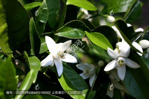 在橘子樹上開花