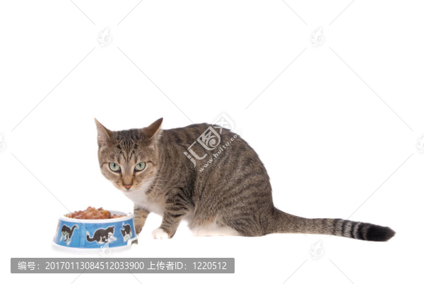 吃貓