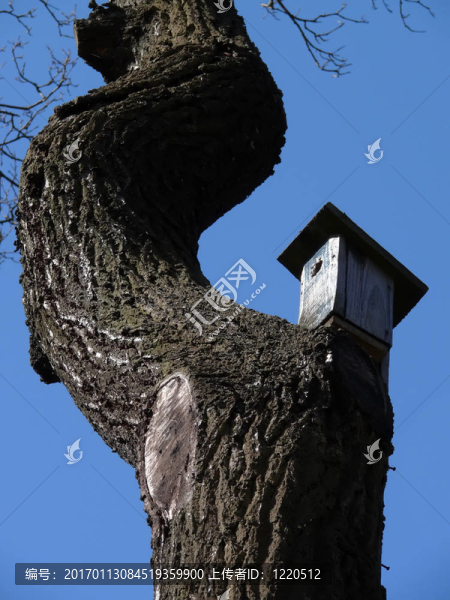 樹上的鳥