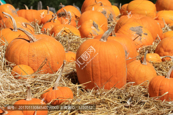 南瓜（Cucurbita,moschata）干燥