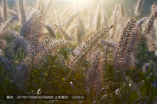 狗尾草III
