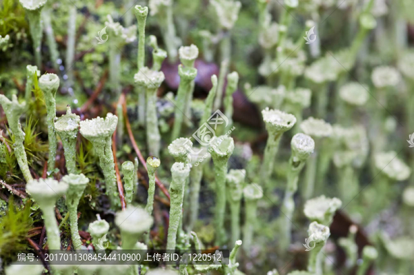 綠色的苔蘚
