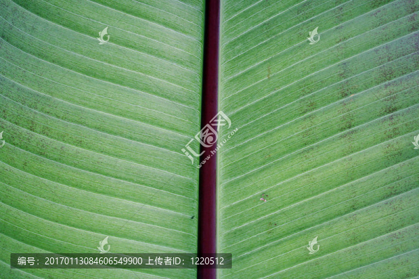 植物背景