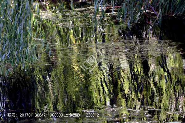 Willow,Pond,2