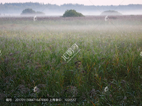 霧的蘆葦