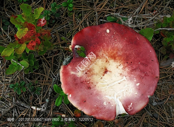深紅色的蘑菇