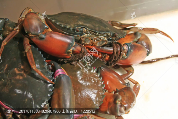 活蟹