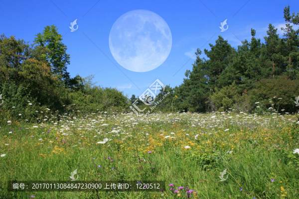 草地與Moon