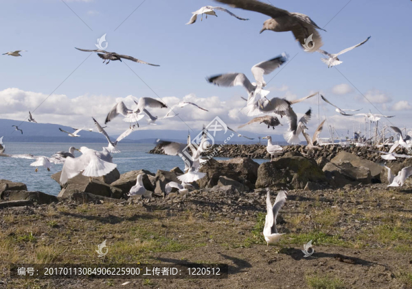 海鷗