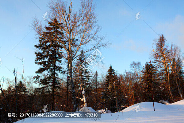 林海雪原,雪鄉(xiāng),樹木,白雪,冬