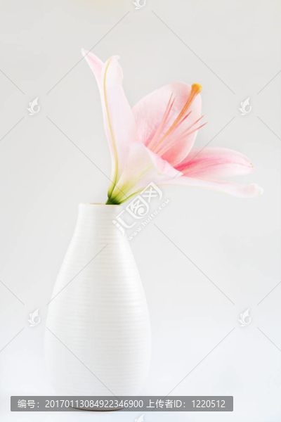 粉紅色的花