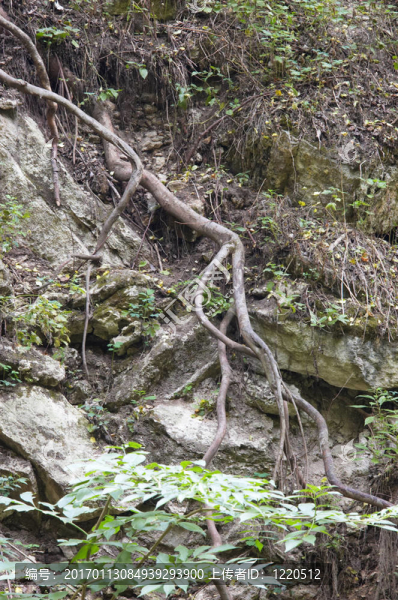 剝離根和石頭