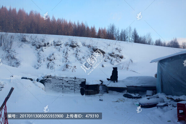 林海雪原,雪鄉(xiāng),樹木,白雪,冬