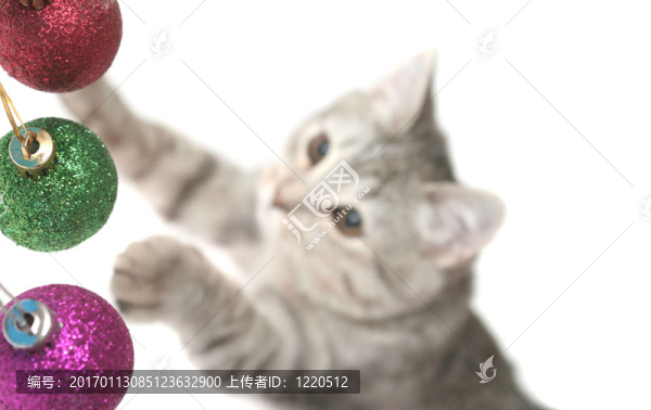 灰貓玩