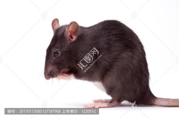 老鼠