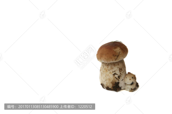 兩白蘑菇