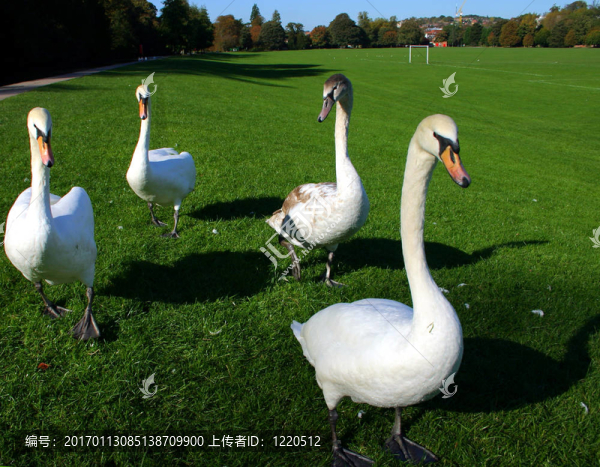 四天鵝群-匯圖網(wǎng) www.fosd68.com 四天鵝群