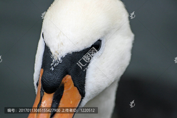 天鵝特寫