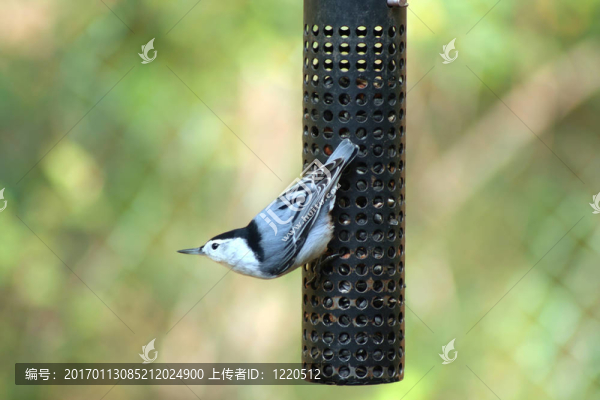 白胸鳾