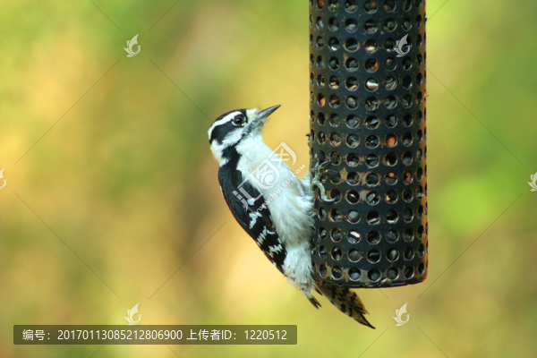 女Downy,Woodpecker