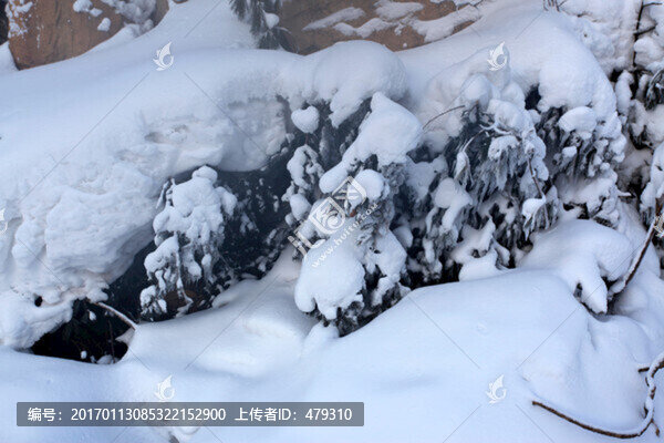 林海雪原,雪鄉(xiāng),樹木