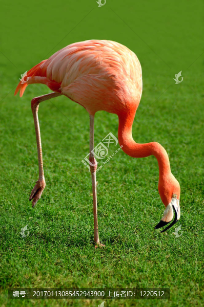 火烈鳥