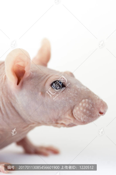 獅身人面像大鼠的肖像