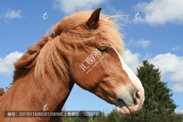 比利時(shí)馬簡(jiǎn)介
